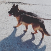 german-shephard-female-german-shepherd-karachi-3