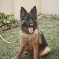 german-shephard-female-german-shepherd-karachi-2