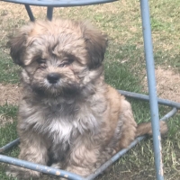 shih-tzu-shih-tzu-lahore-4