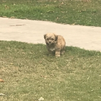 shih-tzu-shih-tzu-lahore-3