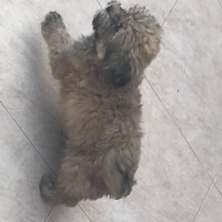 shih-tzu-shih-tzu-lahore-2