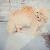 persian-3-coated-male-cat-for-sale-persian-cats-khan-pur-2