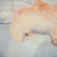 persian-3-coated-male-cat-for-sale-persian-cats-khan-pur-3