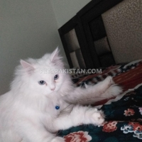 persian-triple-code-blue-eyes-persian-cats-islamabad-3