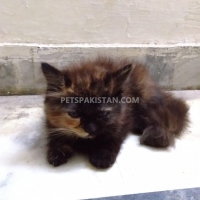 persion-cat-forsale-persian-cats-lahore-5