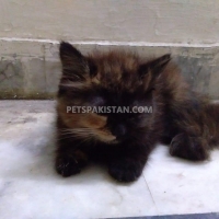 persion-cat-forsale-persian-cats-lahore-9