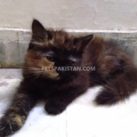 persion-cat-forsale-persian-cats-lahore-10