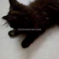 persion-cat-forsale-persian-cats-lahore-4