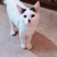 persian-male-cat-persian-cats-karachi-3