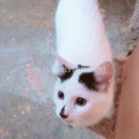 persian-male-cat-persian-cats-karachi-2