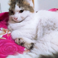 turkish-van-cat-turkish-cat-sargodha-2