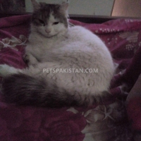 turkish-van-cat-turkish-cat-sargodha-4