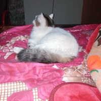 turkish-van-cat-turkish-cat-sargodha-3