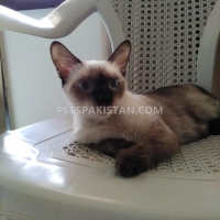 cute-siamese-female-cat-siamese-karachi-4