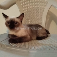 cute-siamese-female-cat-siamese-karachi-2