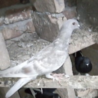 fancy-pigeon-fantail-pigeons-gujar-khan