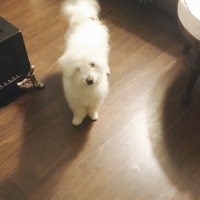 mrsrai-poodle-lahore-cantt-2