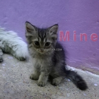 kittens-for-sale-persian-cats-lahore-2