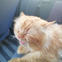 persian-3-coated-male-cat-for-sale-persian-cats-khan-pur-6