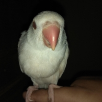 white-ringneck-parrot-chick-indian-ringneck-karachi-5