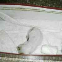 white-kitten--lahore-cantt