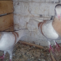 popi-danish-tumbler-sargodha-3