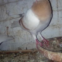 popi-danish-tumbler-sargodha-2