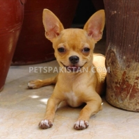 chihuahua-male-puppies-for-sale-other-hyderabad-6