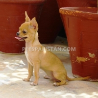 chihuahua-male-puppies-for-sale-other-hyderabad-5