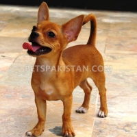 chihuahua-male-puppies-for-sale-other-hyderabad-4