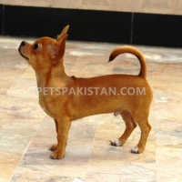 chihuahua-male-puppies-for-sale-other-hyderabad-3
