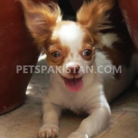 chihuahua-male-puppies-for-sale-other-hyderabad-2