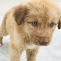 golden-retriever-puppy-golden-retriever-karachi