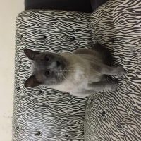 siamese-cat-for-sale-siamese-islamabad-3