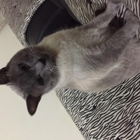 siamese-cat-for-sale-siamese-islamabad-2