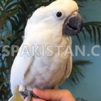 parrots-african-greys-amazons-conures-electus-fertile-eggs-cockatoos-abbottabad-3