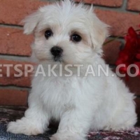 maltese-puppies-2-boys-2-girls-available-maltese-akora-khattak-2