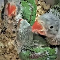 raw-alexandrine-chicks-for-sale-toba-tek-singh-alexandrine-parrot-toba-tek-singh