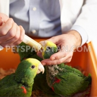 beautiful-hand-reared-parrots-available-macaws-islamabad-3