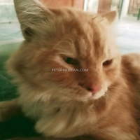 persian-cat-double-coated-golden-eyed-beautiful-cat-persian-cats-multan