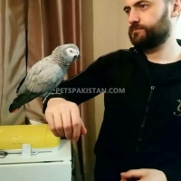 adorable-hand-tamed-african-grey-parrots-for-sale-african-grey-parrot-lahore-4