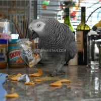 adorable-hand-tamed-african-grey-parrots-for-sale-african-grey-parrot-lahore-2