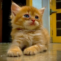persian-kitten-cute-persian-cats-wah-cantt-3