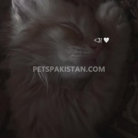 persian-kitten-cute-persian-cats-wah-cantt-2