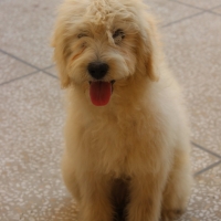 french-barebet-for-sale-other-lahore