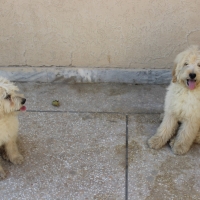 french-barebet-for-sale-other-lahore-4