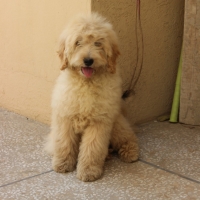 french-barebet-for-sale-other-lahore-2