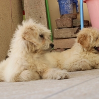 french-barebet-for-sale-other-lahore-5