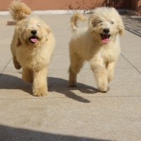 french-barebet-for-sale-other-lahore-3