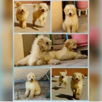 french-barebet-for-sale-other-lahore-6